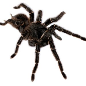 salmon pink birdeater tarantula