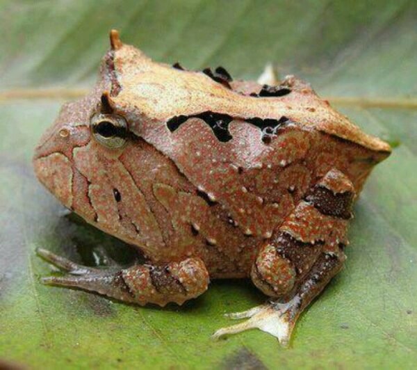 brazilian horned frog​
