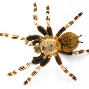 brazilian red and white tarantula