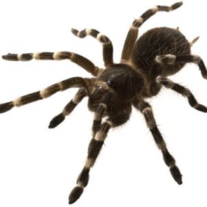 brazilian white knee tarantula