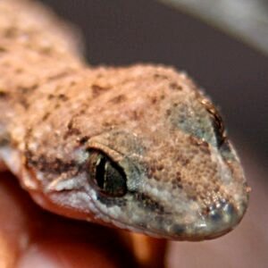 brooks gecko