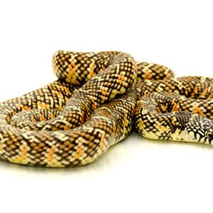 brooks kingsnake