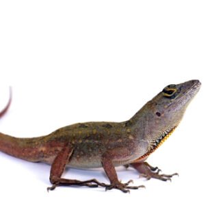 Brown Anole