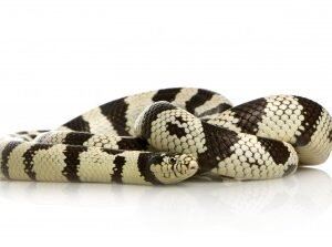 cali king snake