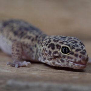 brooks gecko