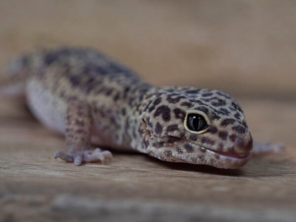 brooks gecko