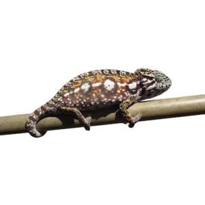 chameleon carpet