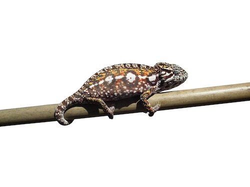 chameleon carpet