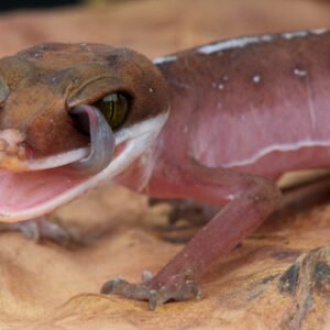 cat gecko