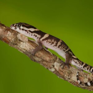 central american banded gecko