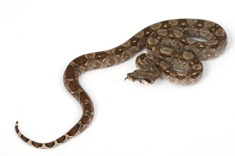 central american boa