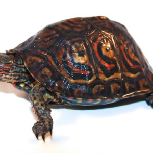 central american wood turtle
