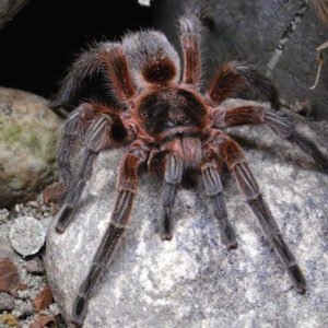 chilean copper tarantula