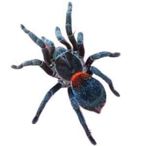 Dwarf Chilean Flame Tarantula