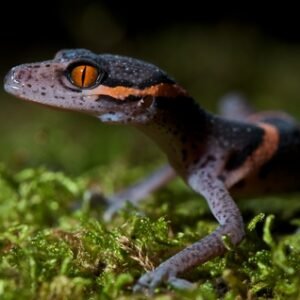 chinese cave gecko