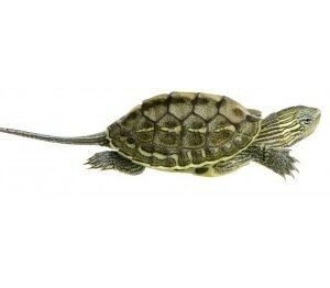 chinese golden thread turtle