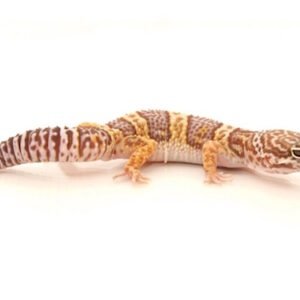 chocolate albino leopard gecko