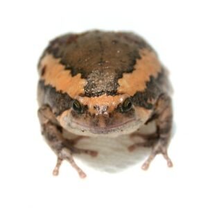 chubby frog