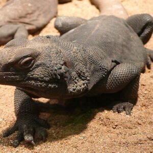 chuckwalla for sale