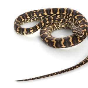 carpet python coastal