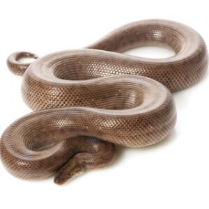 colombian rainbow boa