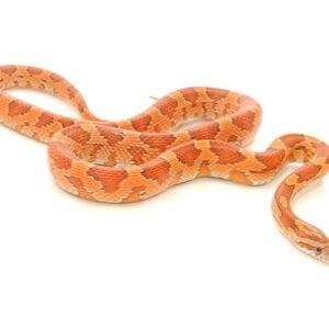 albino corn snake