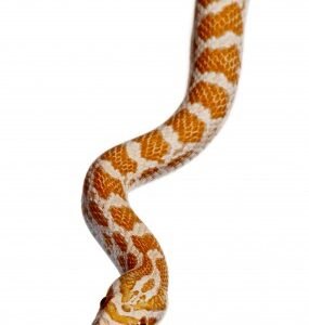 crimson corn snake