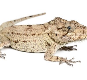 Cuban False Chameleon