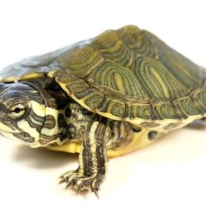cumberland slider turtle