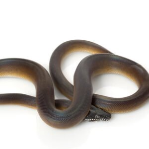 coastal carpet python