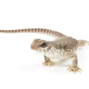 desert iguana