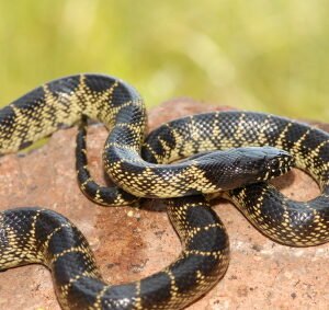 desert kingsnake