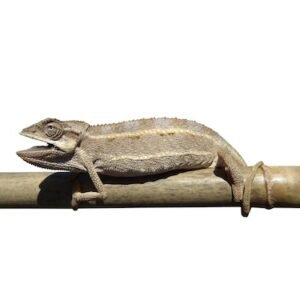 carpet chameleon