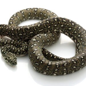 diamond python