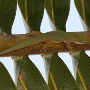 dull day gecko