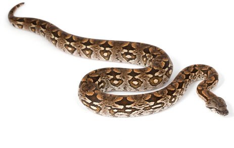 Dumeril's Boa