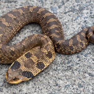eastern hognose snake