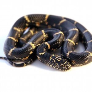 eastern king snake