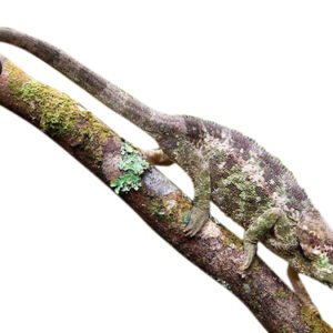 elephant eared chameleon