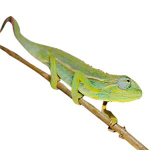 elliot's chameleon