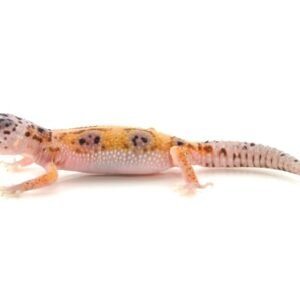 enigma leopard gecko