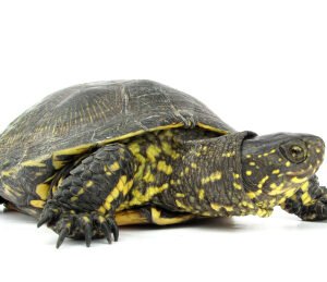 european pond turtle