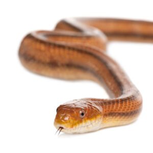 everglades rat snake