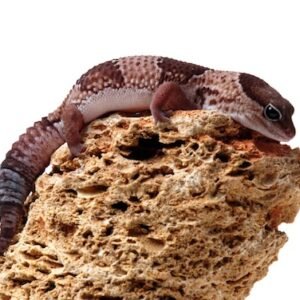 fat tail gecko