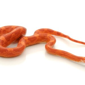 fire corn snake