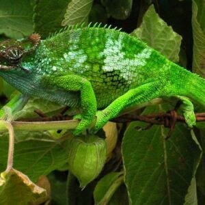 fischers chameleon for sale