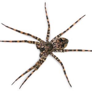 fishing spider