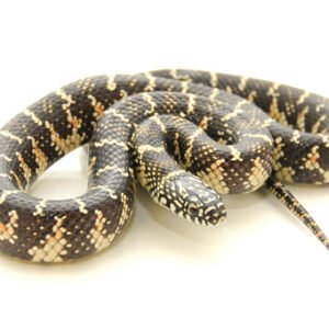 florida king snake