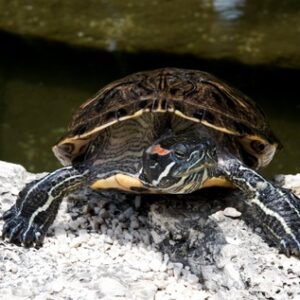 florida red bellied turtle
