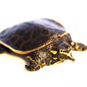 florida softshell turtle